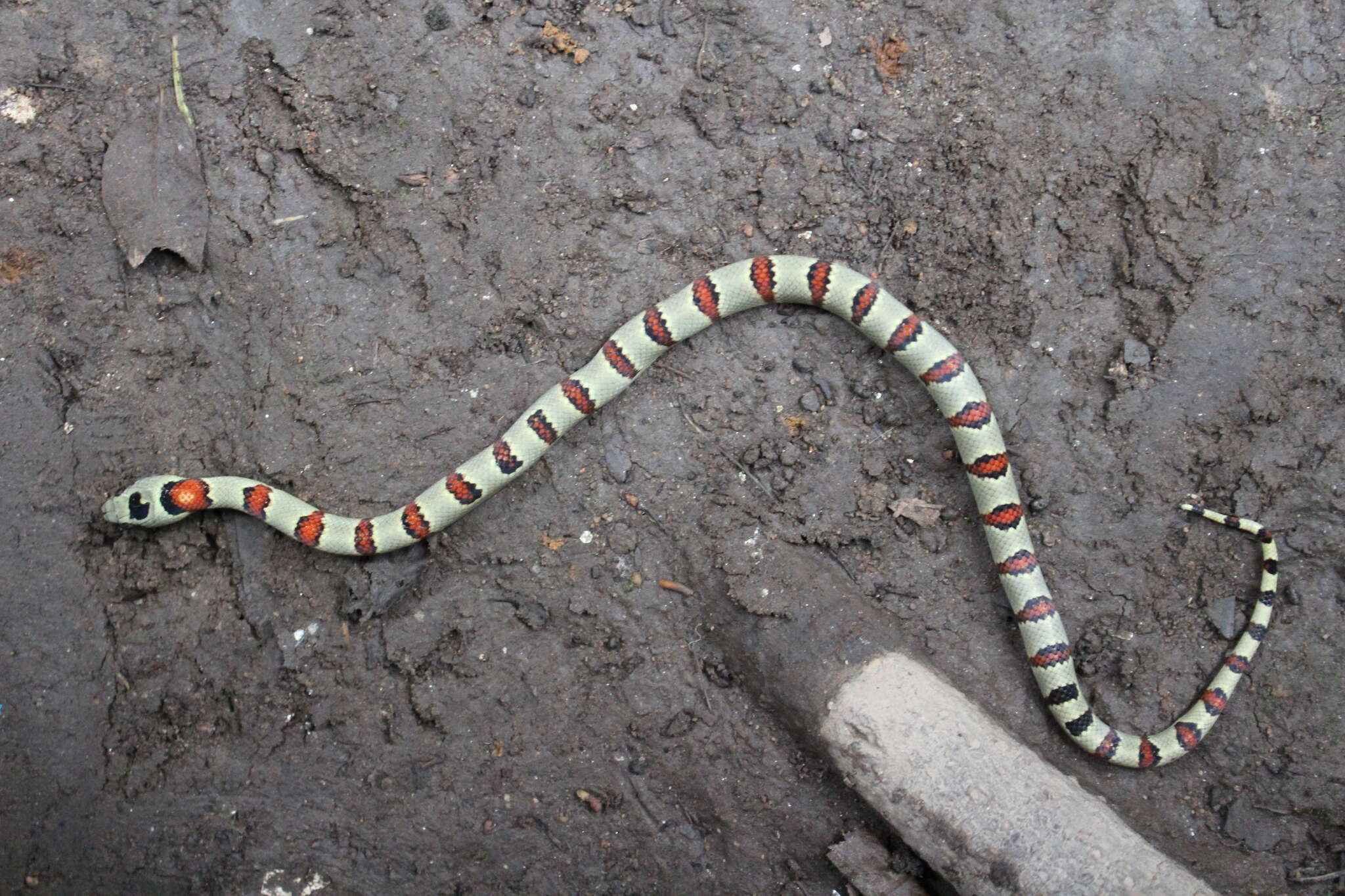 Image of Lampropeltis greeri (Webb 1961)