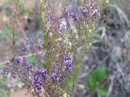 Image de Anarrhinum longipedicellatum R. Fernandes