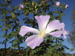 Image of Hibiscus huegelii Endl.