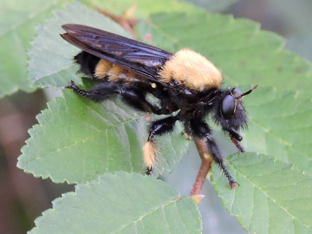 Image of Laphria macquarti (Banks 1917)