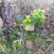 Image of Chlorophytum crispum (Thunb.) Baker