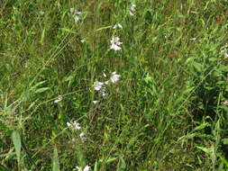 Image of Slender False Dragonhead