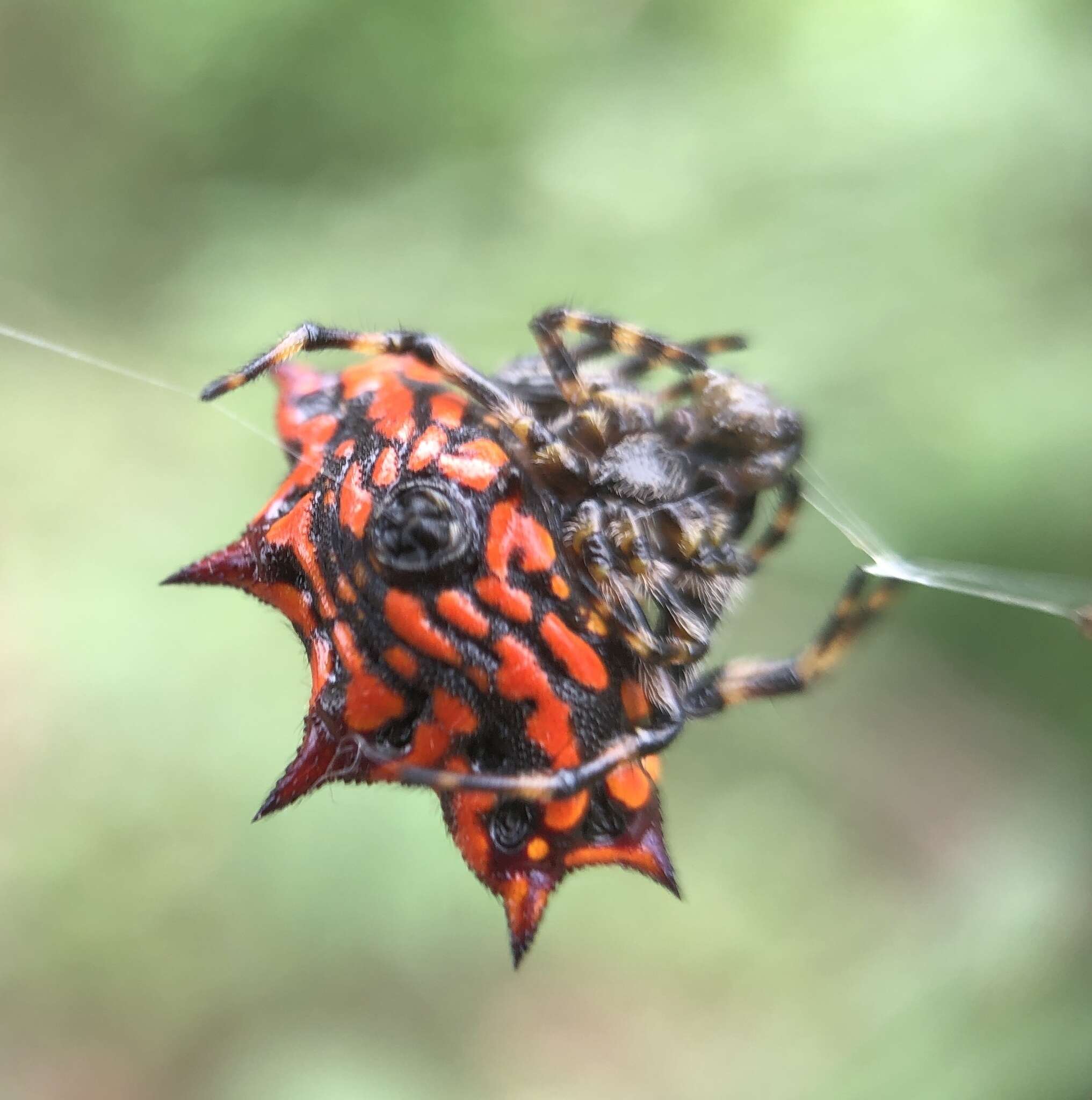 Image of Gasteracantha rubrospinis Guérin 1838