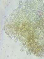 Image of Entoloma formosum (Fr.) Noordel. 1985