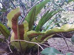 Image of Australian bird's-nest fern