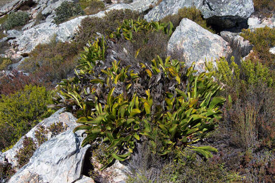 Plancia ëd Protea pruinosa J. P. Rourke