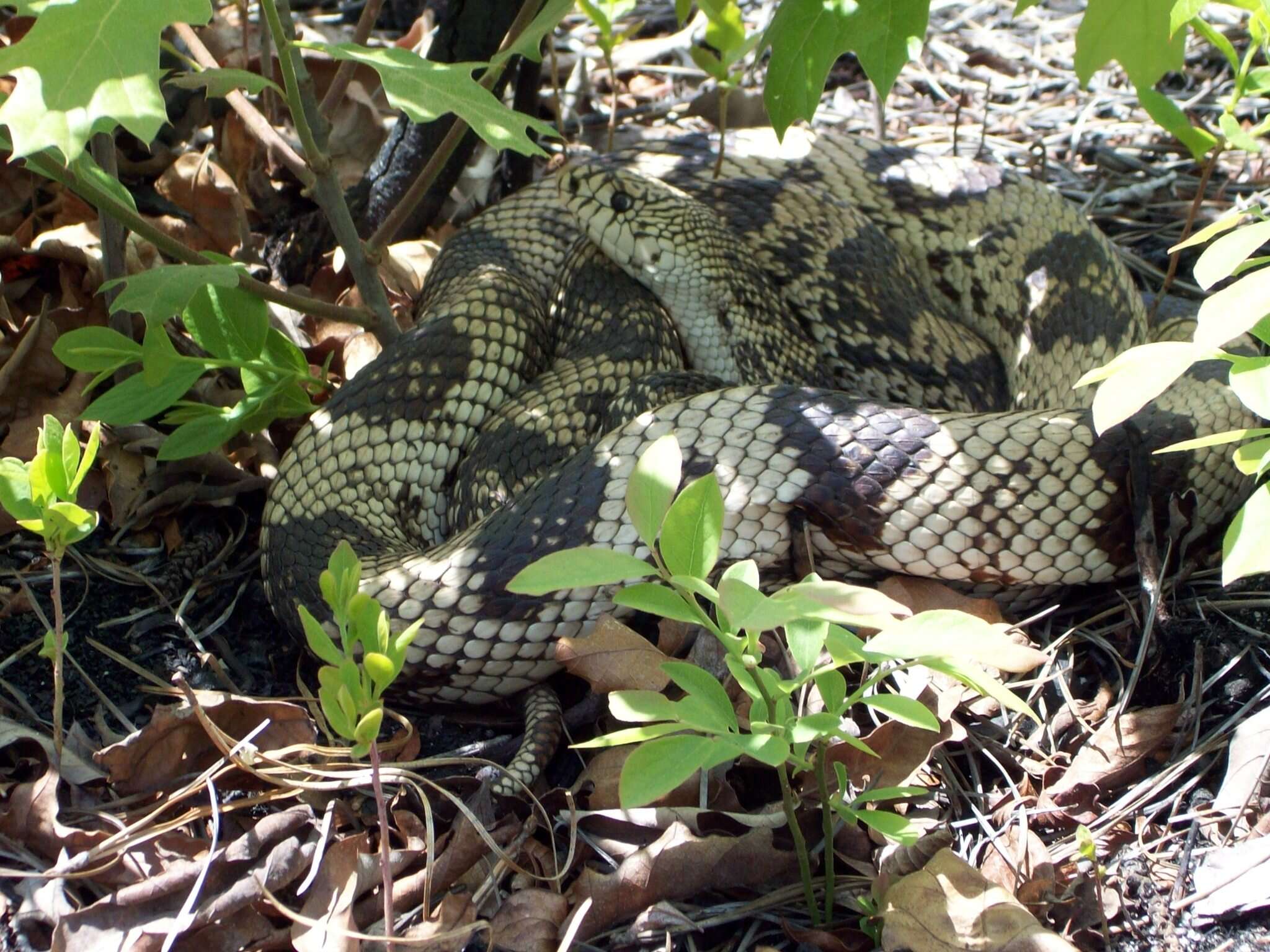 Image of Pituophis melanoleucus melanoleucus (Daudin 1803)