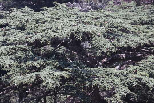 Image of Cyprus Cedar