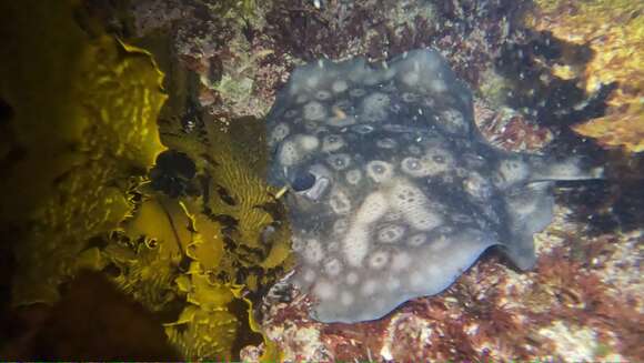 Image of Banded sting-ray