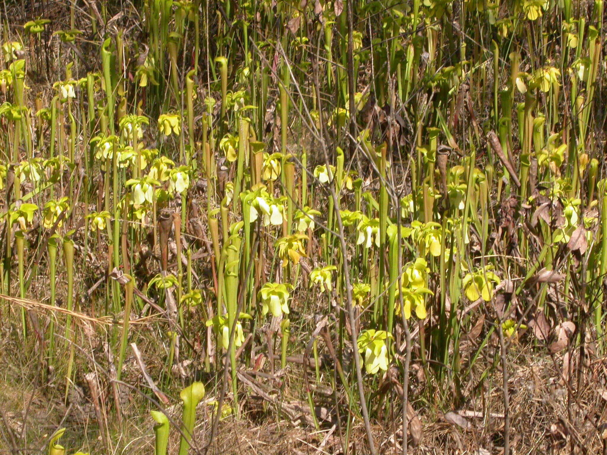 Image of Yellow Trumpets