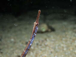 Image of Western crested pipefish