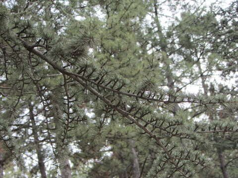 Image of Cedar of Lebanon