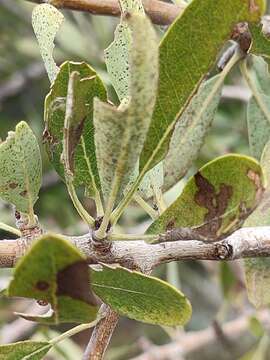 Image of Pyrus spinosa Forsk.