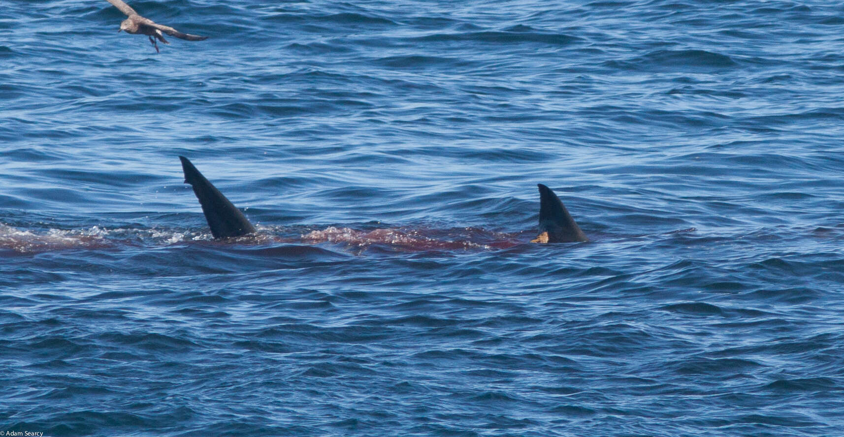 Carcharodon resmi