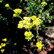 Image of Poisonous ragwort