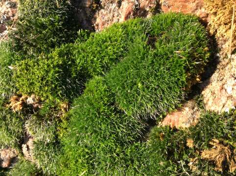 Image of orthotrichum moss