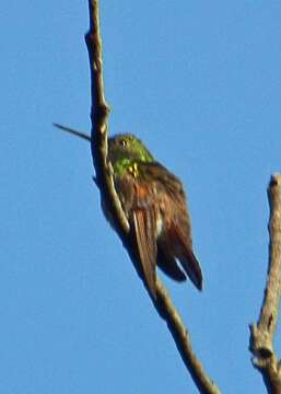 Image of Berylline Hummingbird