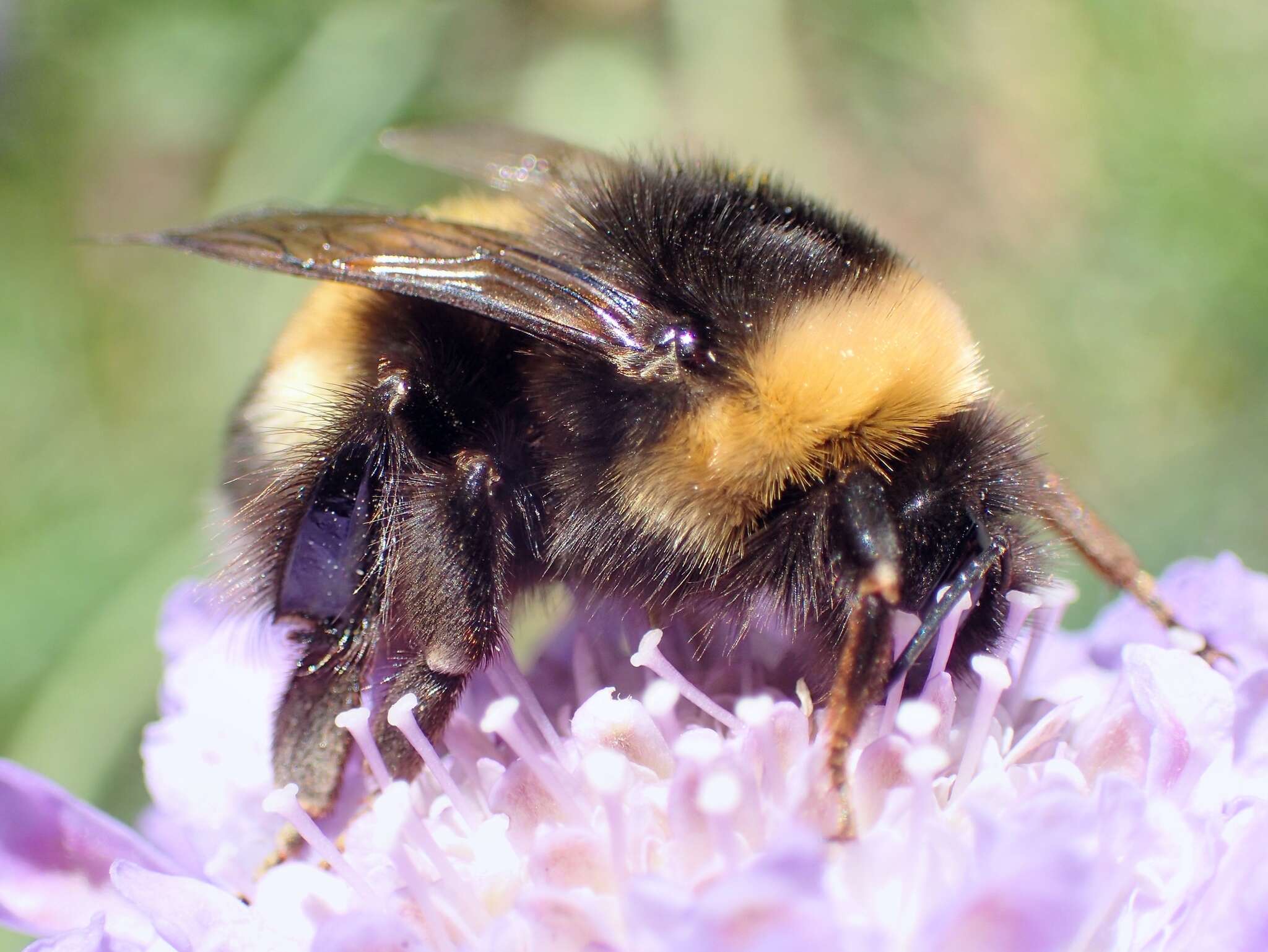 Image of Bombus magnus Vogt 1911