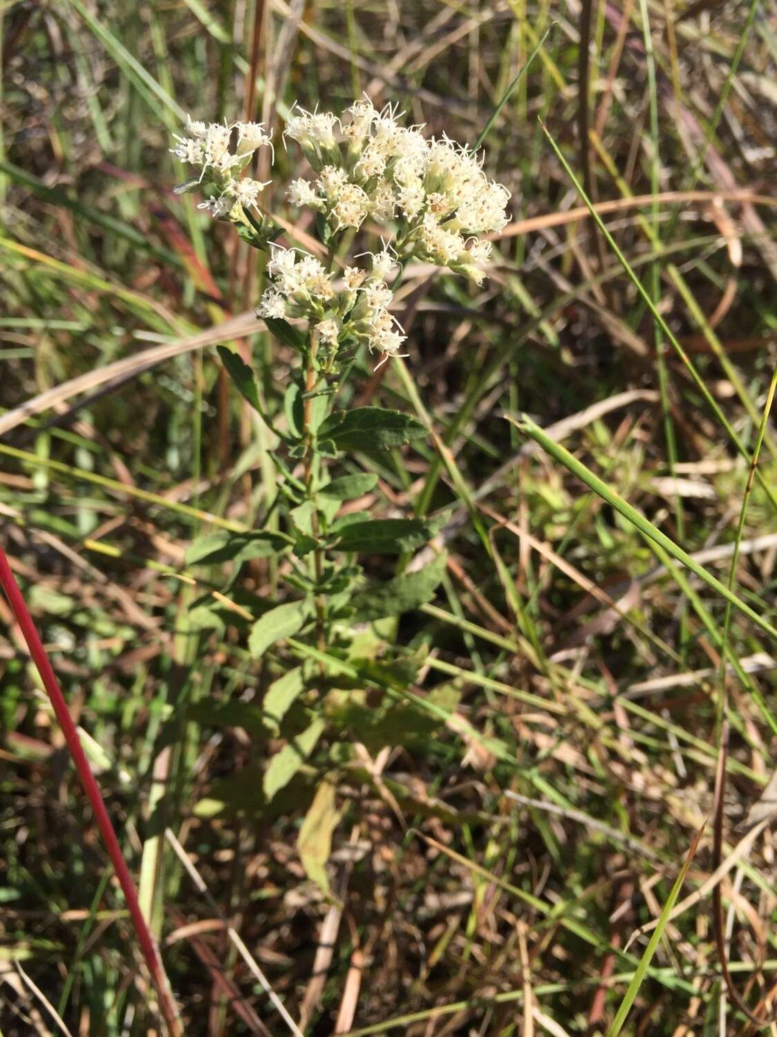 Image of Small-Flower Thoroughwort