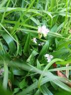 Image of Naked-Stem Dewflower