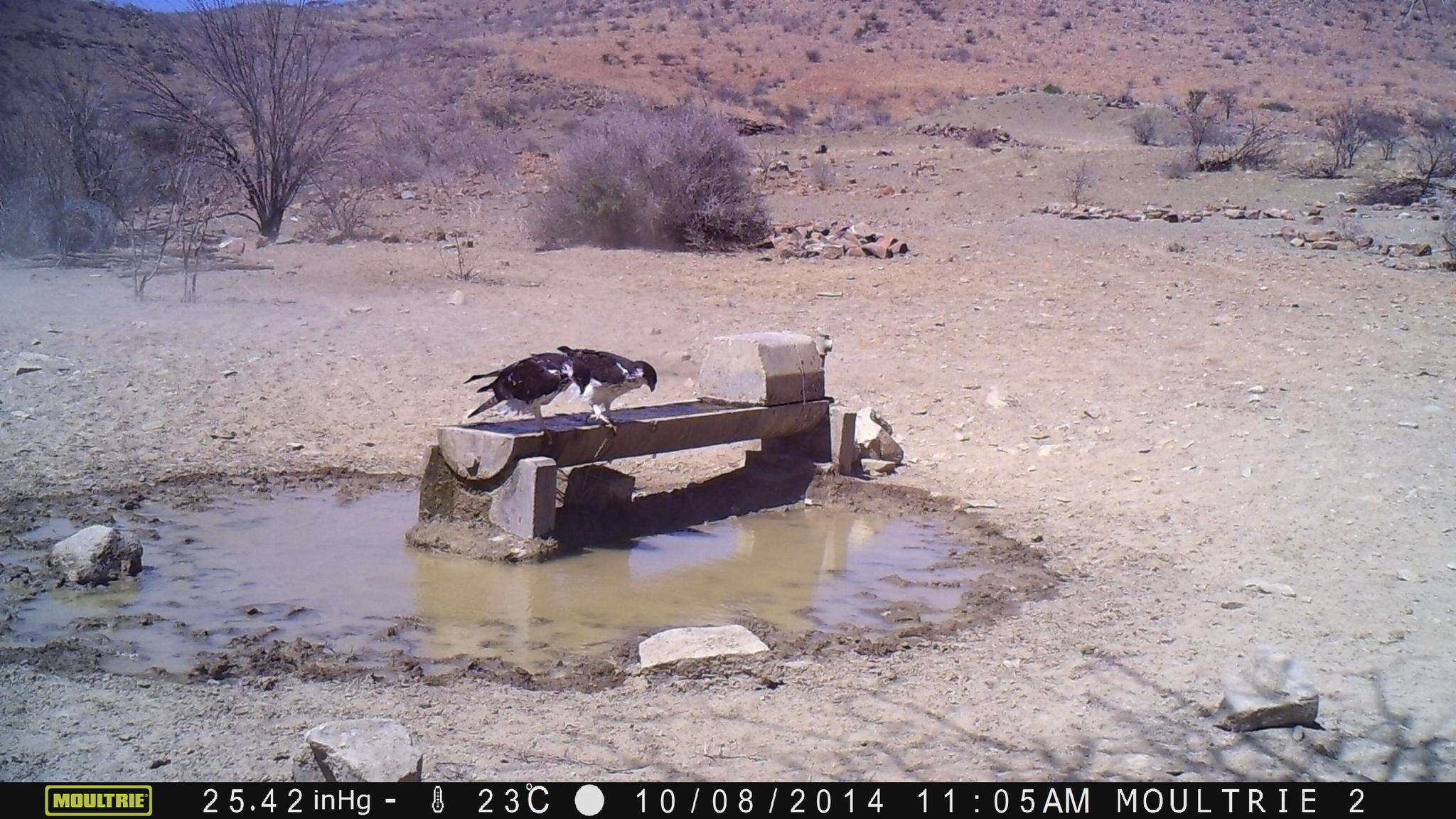 Image of African Hawk-Eagle