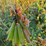 Image of Crotalaria pallida var. pallida