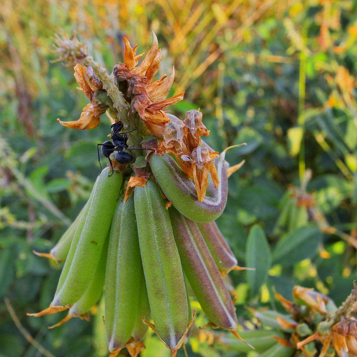 Image of Crotalaria pallida var. pallida