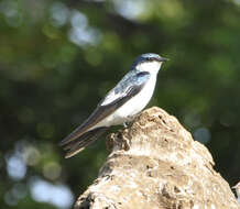 Image of White-winged Swallow