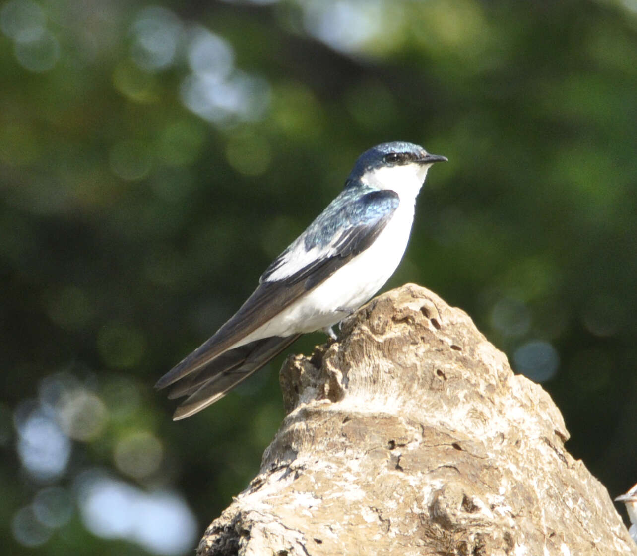 Tachycineta albiventer (Boddaert 1783)的圖片