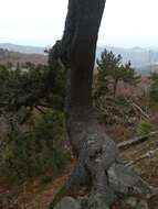 Image of Bosnian Pine