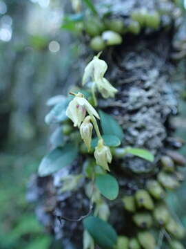 Image of Bulbophyllum melleum H. Perrier