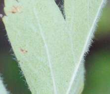 Image of Crataegus sphaenophylla Pojark.