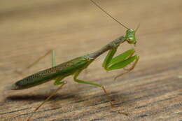 Слика од Callimantis antillarum Saussure 1859