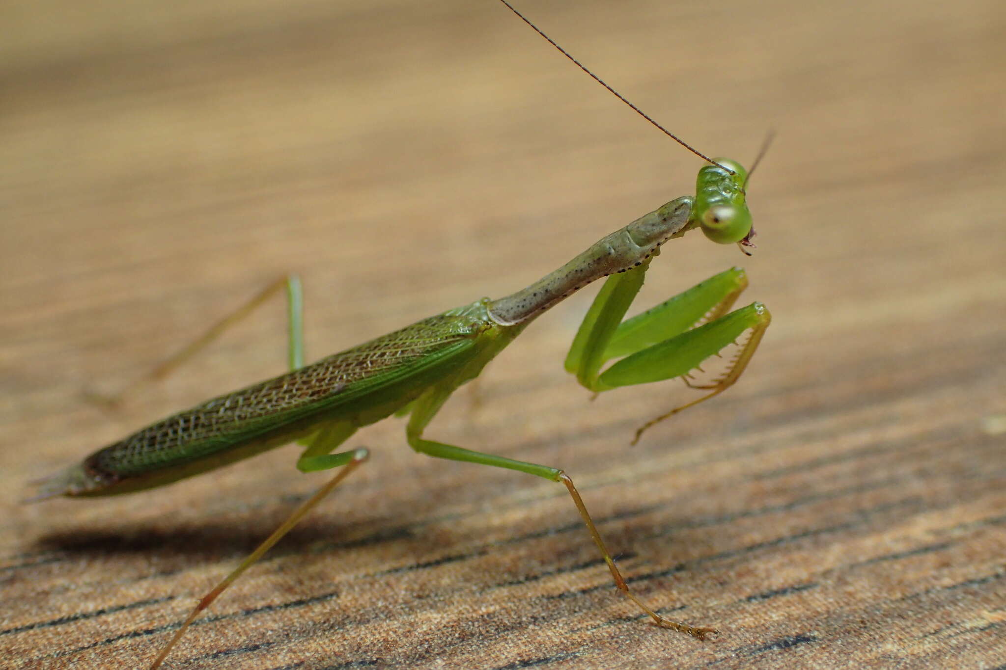 Слика од Callimantis antillarum Saussure 1859