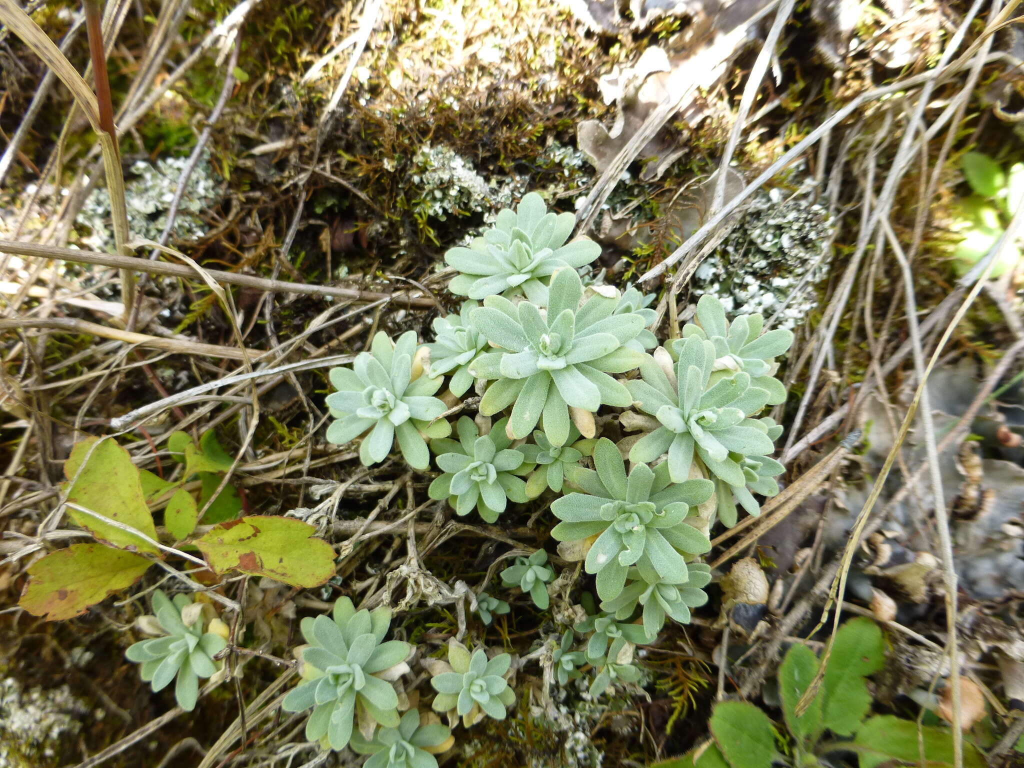 Plancia ëd Schivereckia podolica (Besser) Andrz.