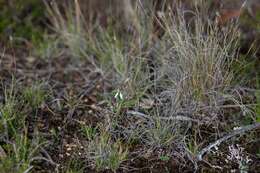 Image of Swamp bunny orchid