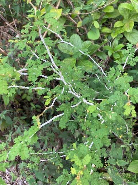 Image de Mimosa bahamensis Benth.