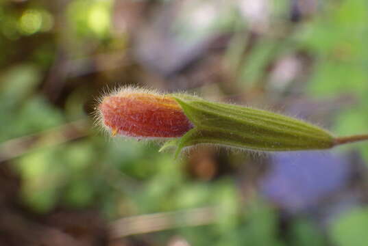 Image of monkeyflower savory