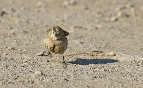 Image of Chestnut-collared Longspur