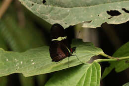 Image of <i>Heliconius <i>clysonymus</i></i> clysonymus