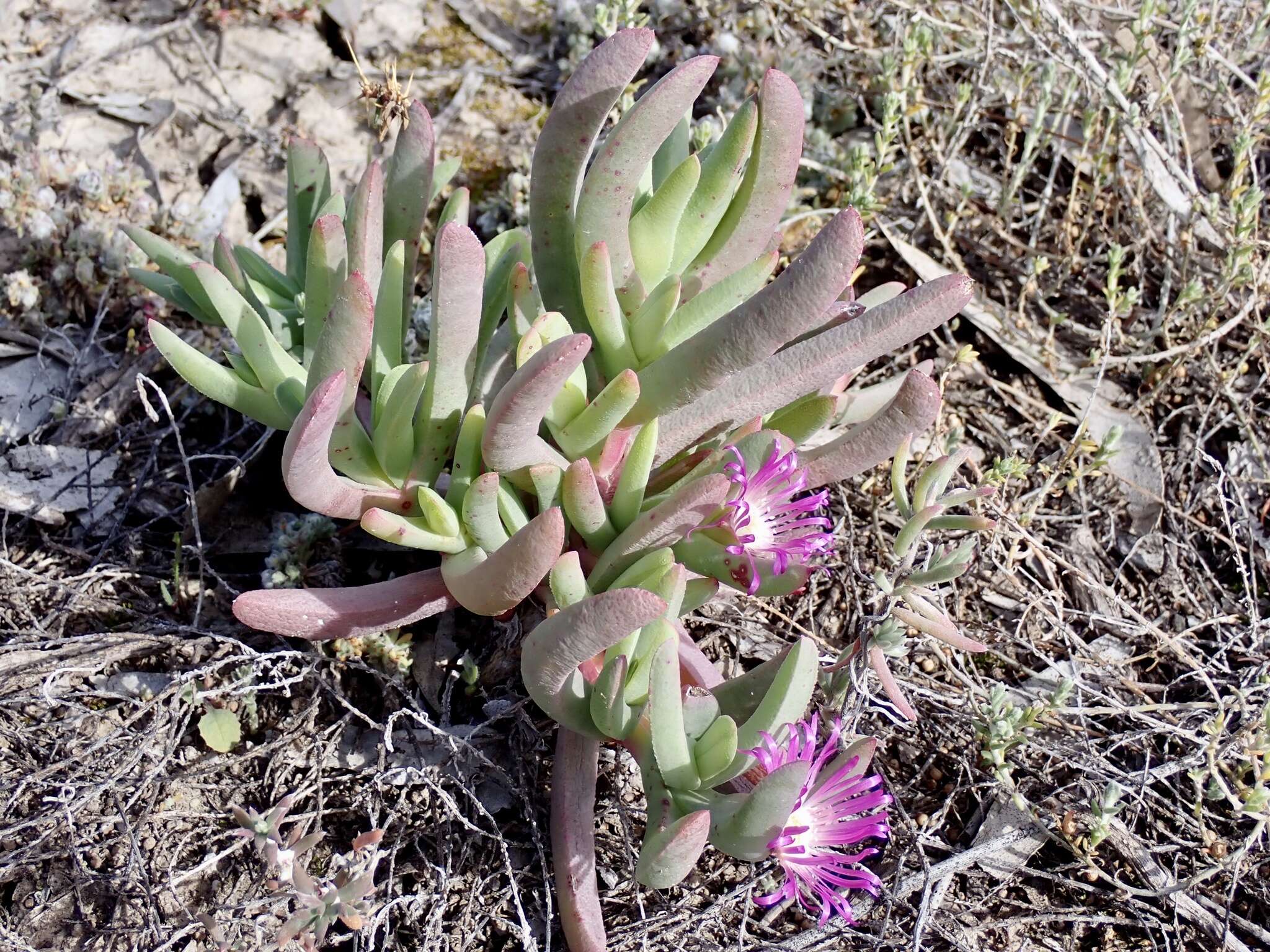 Image of Sarcozona praecox (F. Müll.) S. T. Blake