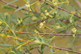 Image of Pimelea microcephala R. Br.