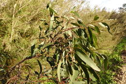 Слика од Eucalyptus camaldulensis subsp. camaldulensis