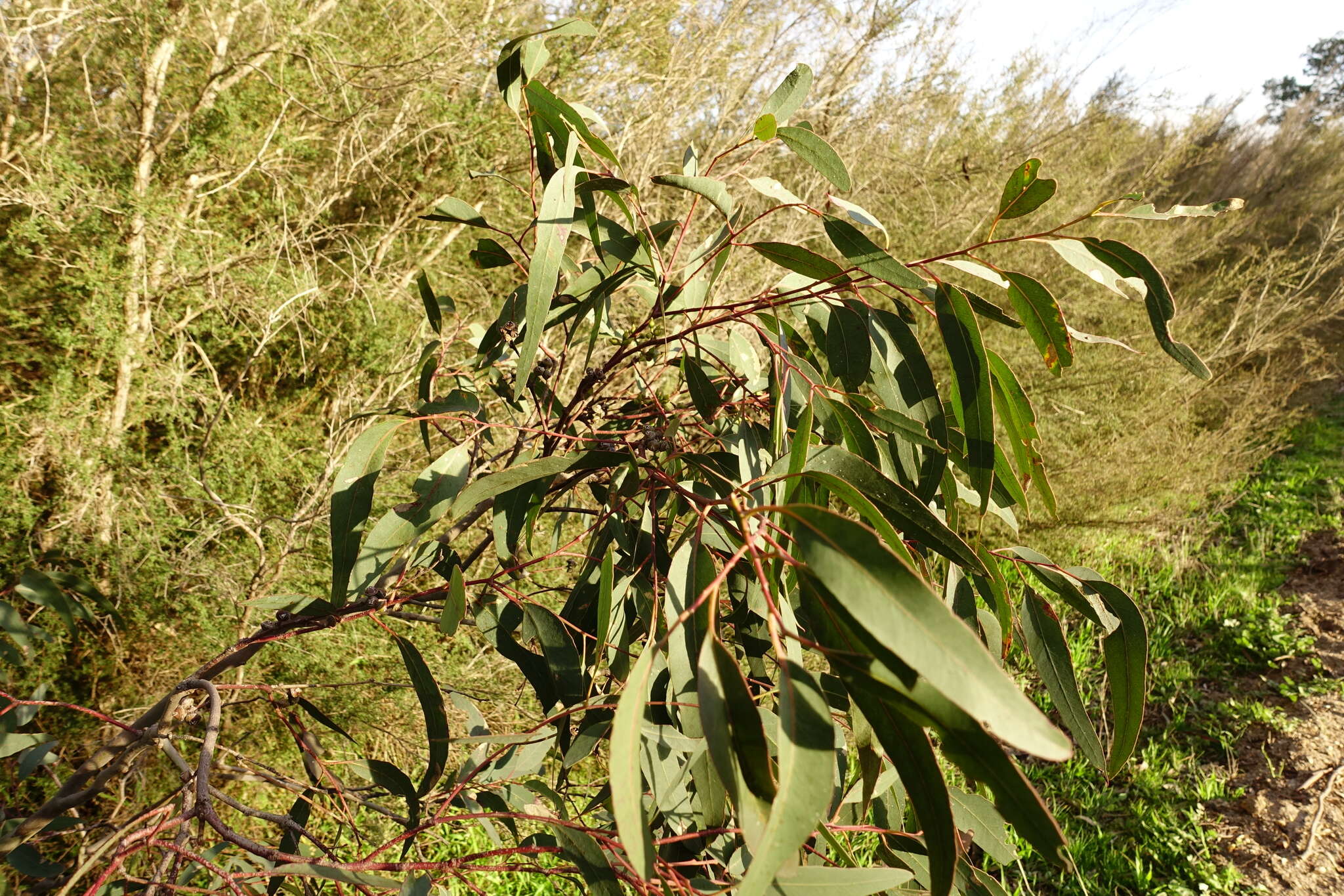 Слика од Eucalyptus camaldulensis subsp. camaldulensis