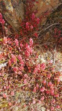 Image of Bistorta vacciniifolia (Wall. ex Meisner) Greene