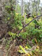 Image of Forest Island-Bluet