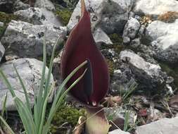 Image of Arum pictum L. fil.