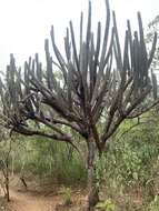 Image of Cotton Ball Cactus