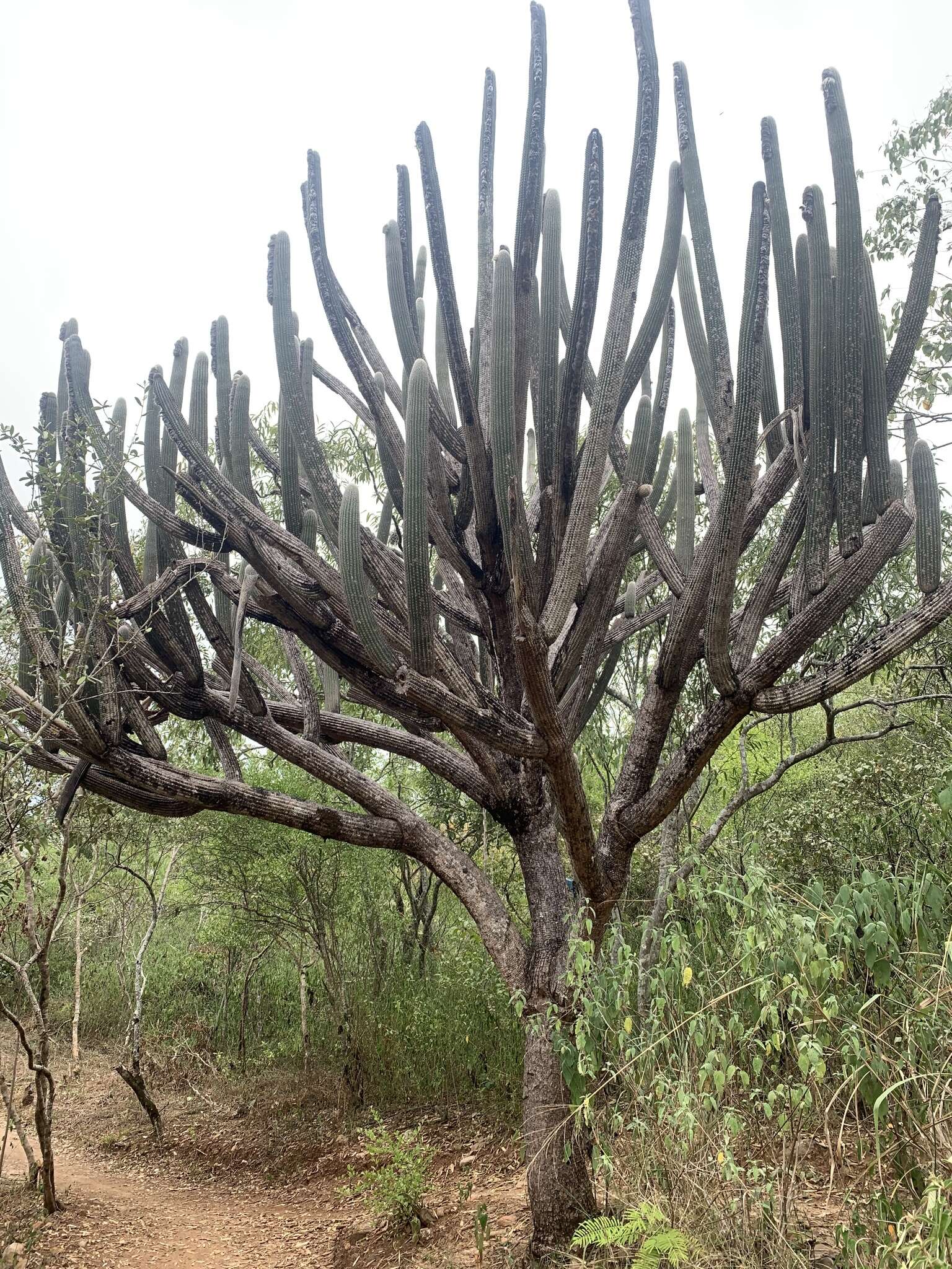 Image of Cotton Ball Cactus