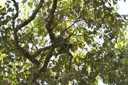 Image of Brown-necked Parrot